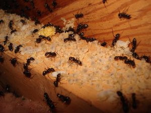 Hautes saisons pour les fourmis charpentières - PK Extermination